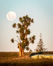 Lone Cabbage Tree with full moon, New Plymouth, New Zealand Royalty Free Stock Photo