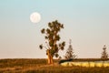 Lone Cabbage Tree with full moon, New Plymouth, New Zealand Royalty Free Stock Photo
