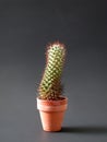 Lone Cactus Royalty Free Stock Photo