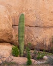 Lone cactus against sandstone boulders near Florence, Arizona Royalty Free Stock Photo