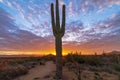 Lone Cactus With Desert Sunrise Background In Arizona Royalty Free Stock Photo