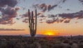 Lone cactus desert sunset with power lines Royalty Free Stock Photo