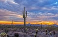 Lone Cactus At Dusk Time in Arizona Desert