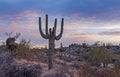 Lone Cactus At Dusk Time in Desert Royalty Free Stock Photo