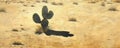 Lone cactus on sandy desert terrain