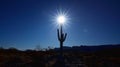 A lone cactus stands tall against the unforgiving sun its resilient nature a testament to the harsh conditions Royalty Free Stock Photo