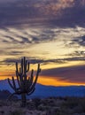 Lone Cactus At Sunrise Near desert preserve in North Scottsdale, AZ Royalty Free Stock Photo