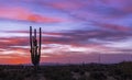 Lone Cactus At Sunset In AZ Desert Preserve Royalty Free Stock Photo