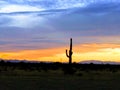 Lone cactus sunset orange Blue Royalty Free Stock Photo
