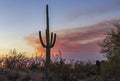 Lone Cactus At Sunset Time In Phoenix AZ Area Royalty Free Stock Photo