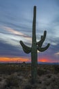 Lone Cactus At Sunset Time In Scottsdale AZ Royalty Free Stock Photo