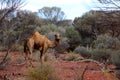 Lone Camel in the Australian desert