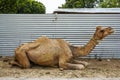 A lone camel rests near the fence