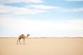 lone camel standing in vast, empty sand desert Royalty Free Stock Photo