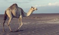 Lone camel walking a road at sunset in the desert artistic conversion Royalty Free Stock Photo