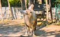 a lone camel at the zoo& x27;s Royalty Free Stock Photo