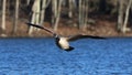 A lone Canada Goose Flying in to Land on a Blue Lake in Winter