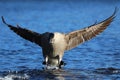 A lone Canada Goose Flying in to Land on a Blue Lake  in Winter Royalty Free Stock Photo