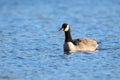 Canada Goose Swimming on a Blue Lake  in Winter Royalty Free Stock Photo