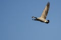 Lone Canada Goose Calling as it Flies in a Blue Sky