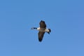 Lone Canada Goose flying through a blue sky Royalty Free Stock Photo