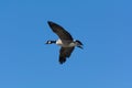 Lone Canada Goose flying through a blue sky