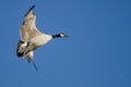 Lone Canada Goose Flying in a Blue Sky Royalty Free Stock Photo