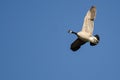 Lone Canada Goose Flying in a Blue Sky Royalty Free Stock Photo