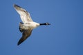 Lone Canada Goose Flying in a Blue Sky Royalty Free Stock Photo