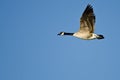 Lone Canada Goose Flying in a Blue Sky Royalty Free Stock Photo