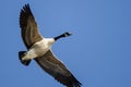 Lone Canada Goose Flying in a Blue Sky Royalty Free Stock Photo