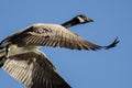 Lone Canada Goose Flying in a Blue Sky Royalty Free Stock Photo