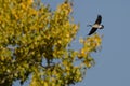 Lone Canada Goose Flying Past an Autumn Tree