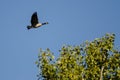 Lone Canada Goose Flying Past the Autumn Trees