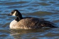 A lone Canada Goose, water bird, swimming in river.