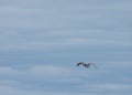 Lone Canadian goose against a cloudy sky Royalty Free Stock Photo