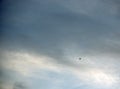 Lone Canandian Goose flying below the clouds Royalty Free Stock Photo