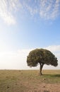 Lone Candelabra tree in the Mara, Kenya Royalty Free Stock Photo