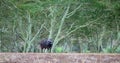 Lone Cape Buffalo [syncerus caffer] bull with green background in South Africa Royalty Free Stock Photo