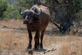 Lone Cape Buffalo [syncerus caffer] cow in South Africa Royalty Free Stock Photo