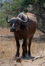 Lone Cape Buffalo [syncerus caffer] female cow in South Africa Royalty Free Stock Photo