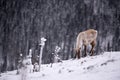 Lone caribou searching for food