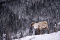 Lone caribou