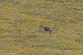 Lone Caribou in the Tundra Royalty Free Stock Photo