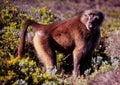 Lone Chamca male Baboon in Cape Point fynbos