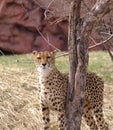Lone Cheetah Royalty Free Stock Photo