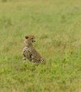 Lone Cheetah hunting Royalty Free Stock Photo