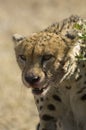 Lone Cheetah with kill Royalty Free Stock Photo