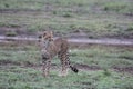 Lone Cheetah in the Sarengeti, Tanazania Royalty Free Stock Photo