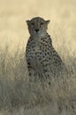 Lone Cheetah sitting in grass Royalty Free Stock Photo